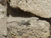 Amman &ndash; &copy; Ralf Kuchenbecker (Eberhardt TRAVEL)