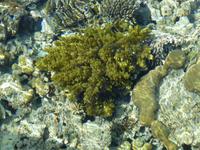Aqaba &ndash; &copy; Ralf Kuchenbecker (Eberhardt TRAVEL)