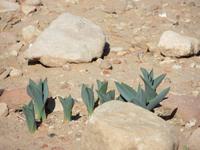 Petra &ndash; &copy; Britt Reuter-Bracklow (Eberhardt TRAVEL)