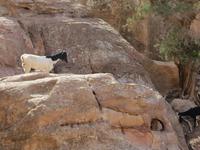 Petra &ndash; &copy; Britt Reuter-Bracklow (Eberhardt TRAVEL)