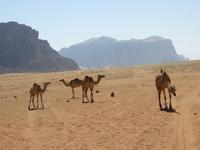 Wadi Rum &ndash; &copy; Britt Reuter-Bracklow (Eberhardt TRAVEL)