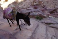 Unterwegs in Petra &ndash; &copy; Annett Müller (Eberhardt TRAVEL)