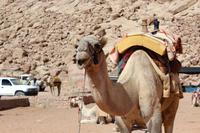 249 – Wadi Rum &ndash; &copy; Vivien Fiedler (Eberhardt TRAVEL)
