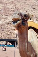 251 – Wadi Rum &ndash; &copy; Vivien Fiedler (Eberhardt TRAVEL)