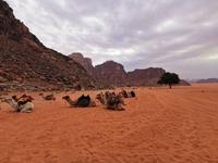 Wadi Rum  &ndash; &copy; Isabel Zwanzig (Eberhardt TRAVEL)