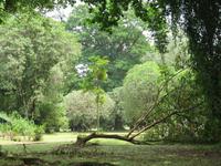 Limbe: Botanischer Garten