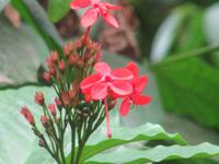 Limbe: Botanischer Garten