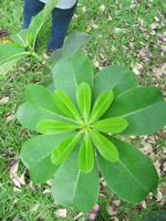 Limbe: Botanischer Garten