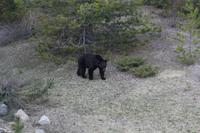 Schwarzbär! &ndash; &copy; Elisa Müller (Eberhardt TRAVEL)