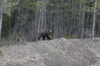 ein Grizzly! &ndash; &copy; Elisa Müller (Eberhardt TRAVEL)
