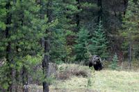 Der 1. Bär!!!!! &ndash; &copy; Astrid Kunath (Eberhardt TRAVEL)