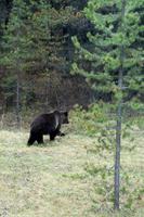Der 1. Bär!!!!! &ndash; &copy; Astrid Kunath (Eberhardt TRAVEL)