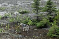 Coyote &ndash; &copy; Astrid Kunath (Eberhardt TRAVEL)