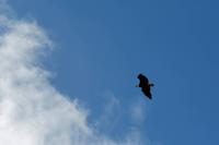 Weißkopfseeadler &ndash; &copy; Astrid Kunath (Eberhardt TRAVEL)