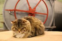Die Hauskatze von Icy Strait Point &ndash; &copy; Astrid Kunath (Eberhardt TRAVEL)