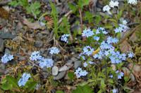 Nationalblume Alaskas: Vergissmeinnicht &ndash; &copy; Astrid Kunath (Eberhardt TRAVEL)