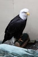 Weißkopfseeadler &ndash; &copy; Astrid Kunath (Eberhardt TRAVEL)