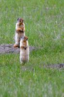 Erdhörnchen &ndash; &copy; Astrid Kunath (Eberhardt TRAVEL)
