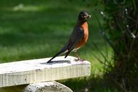Robin - Wanderdrossel &ndash; &copy; Astrid Kunath (Eberhardt TRAVEL)