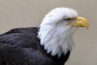 Weißkopfseeadler &ndash; &copy; Astrid Kunath (Eberhardt TRAVEL)