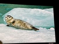 Bin gerade mit Eisschollenliegen beschaeftigt &ndash; &copy; Elisabeth Fox-Maerki (Eberhardt TRAVEL)
