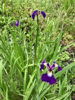 Wilde Lilien &ndash; &copy; Elisabeth Fox-Maerki (Eberhardt TRAVEL)