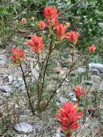 Indian Paintbrush &ndash; &copy; Elisabeth Fox-Maerki (Eberhardt TRAVEL)