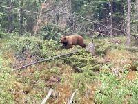 Schwarzbär &ndash; &copy; Mareike Schmidt (Eberhardt TRAVEL)
