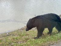 Schwarzbär &ndash; &copy; Mareike Schmidt (Eberhardt TRAVEL)