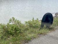 Schwarzbär