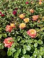 Butchart Gardens, Victoria &ndash; &copy; Mareike Schmidt (Eberhardt TRAVEL)