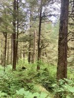 Tongass Rainforest, Ketchikan &ndash; &copy; Mareike Schmidt (Eberhardt TRAVEL)