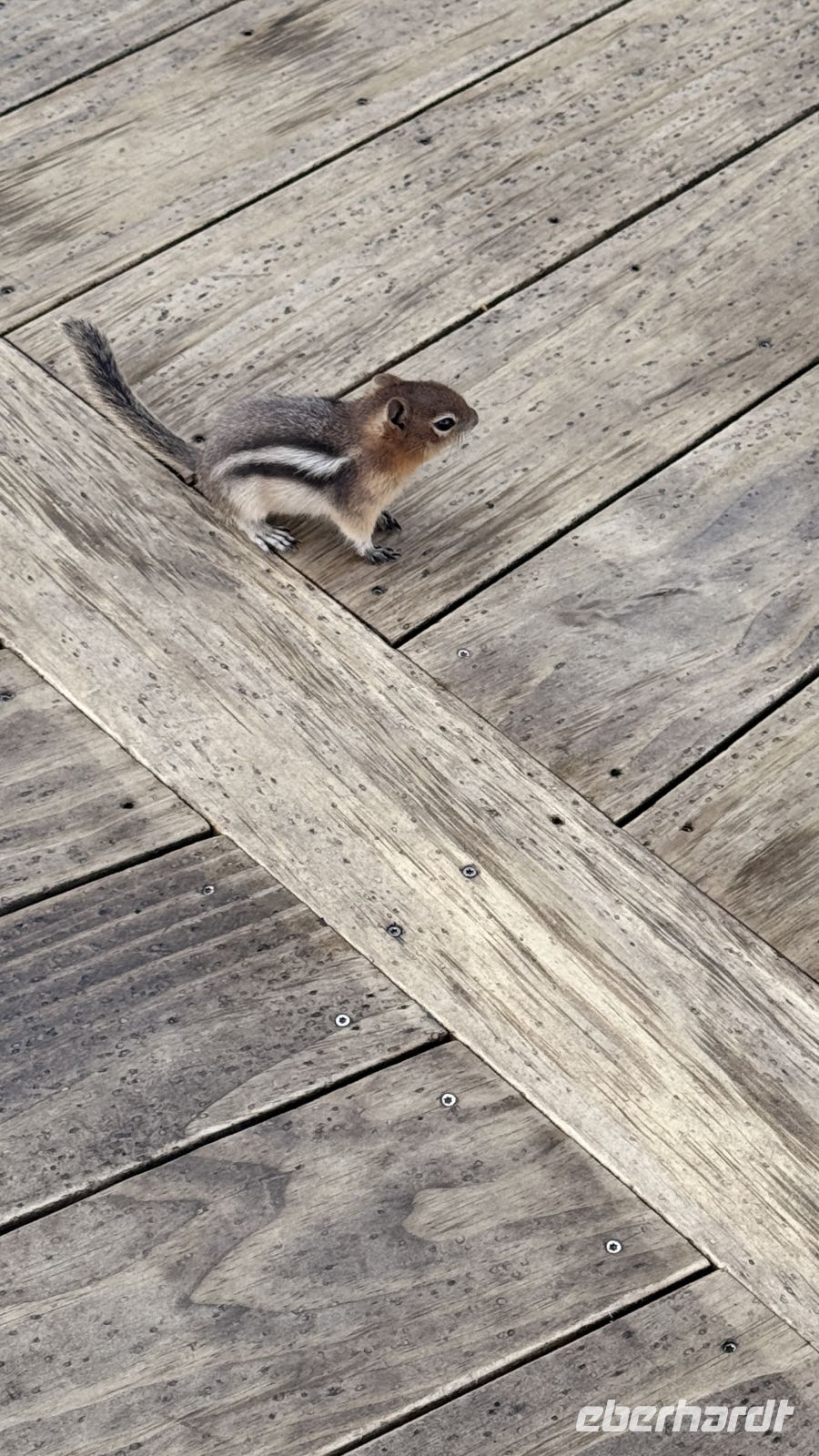 Tag 2, Streifenhörnchen  &ndash; &copy; Leon Prinz (Eberhardt TRAVEL)