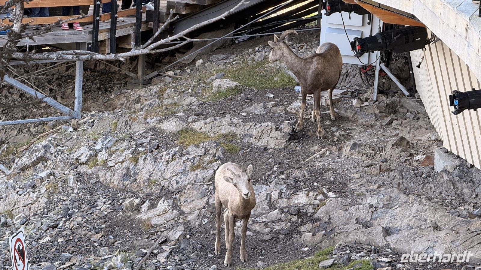 Tag 2, Bergziegen auf dem Sulphur Mountain in Banff &ndash; &copy; Leon Prinz (Eberhardt TRAVEL)
