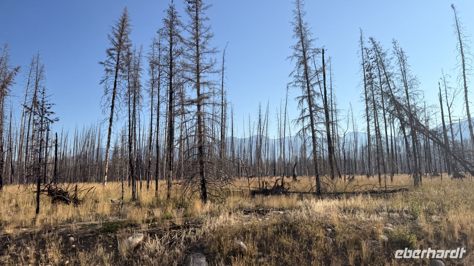 Tag 4, Zeugnisse vom Waldbrand im Jasper Nationalpark  &ndash; &copy; Leon Prinz (Eberhardt TRAVEL)