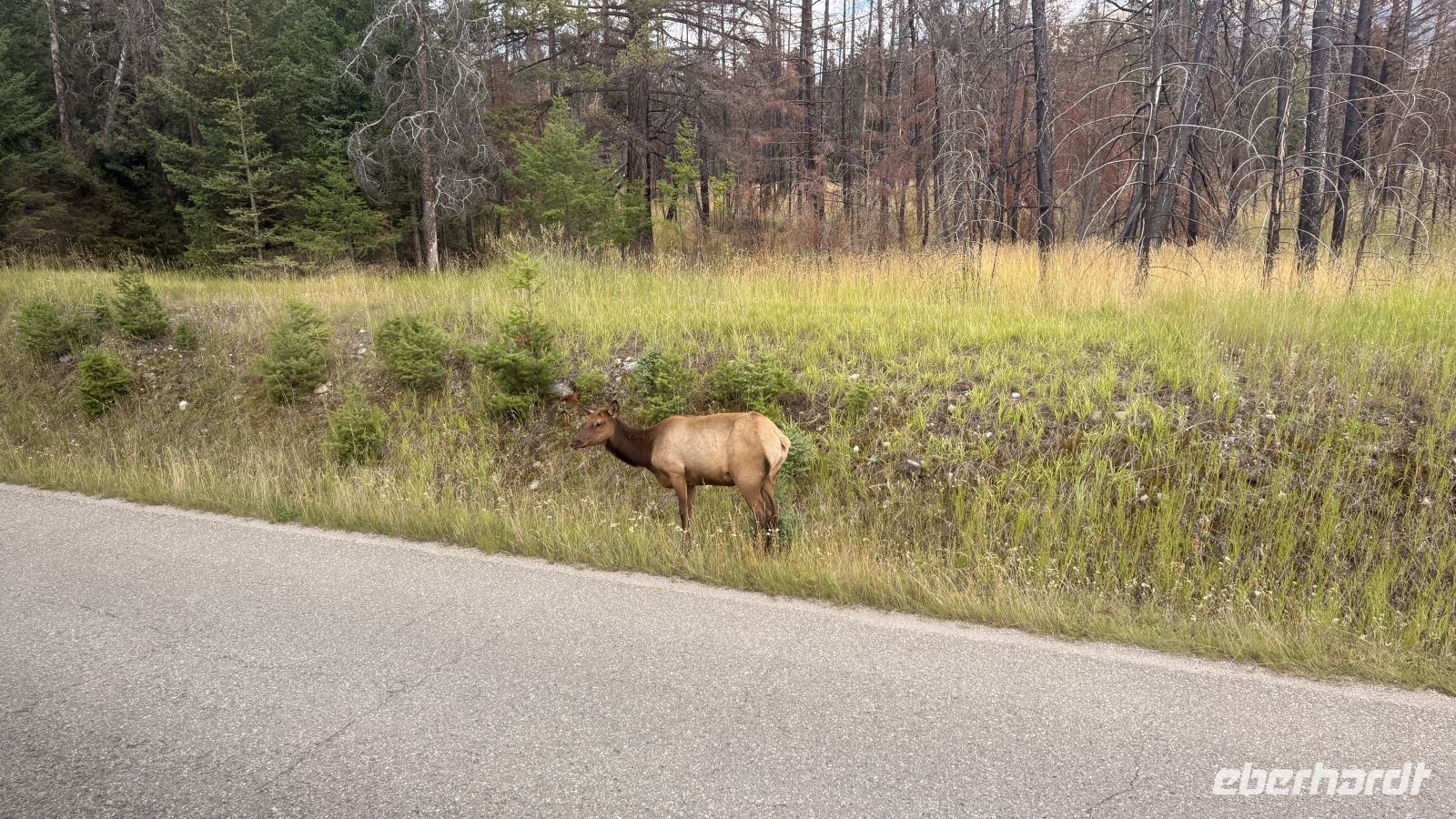 Tag 4, Wapti Hirsch im Jasper Nationalpark  &ndash; &copy; Leon Prinz (Eberhardt TRAVEL)
