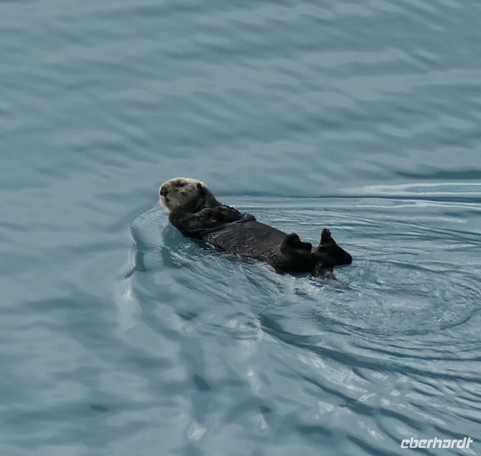 Tag 13, Glacier Bay Nationalpark  &ndash; &copy; Leon Prinz (Eberhardt TRAVEL)