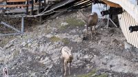 Tag 2, Bergziegen auf dem Sulphur Mountain in Banff &ndash; &copy; Leon Prinz (Eberhardt TRAVEL)