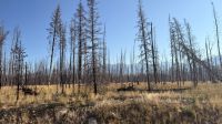 Tag 4, Zeugnisse vom Waldbrand im Jasper Nationalpark  &ndash; &copy; Leon Prinz (Eberhardt TRAVEL)