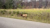 Tag 4, Wapti Hirsch im Jasper Nationalpark  &ndash; &copy; Leon Prinz (Eberhardt TRAVEL)