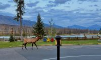 Tag 4, Hirsch im Jasper Nationalpark  &ndash; &copy; Leon Prinz (Eberhardt TRAVEL)