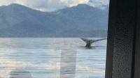 Tag 11, Juneau, Walbeobachtung  &ndash; &copy; Leon Prinz (Eberhardt TRAVEL)