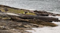 Tag 14, Ketchikan - Lighthouse, Tomtems, Eagles Exkursion &ndash; &copy; Leon Prinz (Eberhardt TRAVEL)