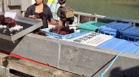 Tag 16, Ausschiffung - Ausflug Fischerort Steveston &ndash; &copy; Leon Prinz (Eberhardt TRAVEL)