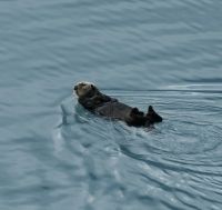 Tag 13, Glacier Bay Nationalpark  &ndash; &copy; Leon Prinz (Eberhardt TRAVEL)