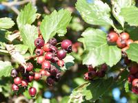 Beeren &ndash; &copy; Linda Hartge (Eberhardt TRAVEL)