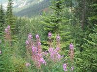 Pflanzenwelt in Kanada &ndash; &copy; Nicole Niendorf (Eberhardt TRAVEL)
