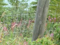Schon wieder ein Streifenhörnchen - Wo hat es sich nur versteckt? &ndash; &copy; Nicole Niendorf (Eberhardt TRAVEL)
