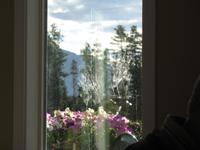 Bärentatzen am Fenster... &ndash; &copy; Nicole Niendorf (Eberhardt TRAVEL)