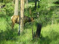 Wapiti &ndash; &copy; Uwe Lorenz (Eberhardt TRAVEL)